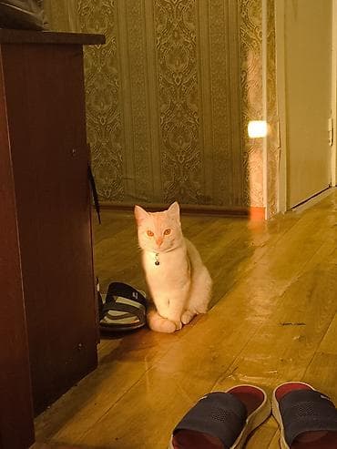 сколько стоит кошки: Кошка (светло-кремовый окрас) - смешано породистый короткошёрстная — 5