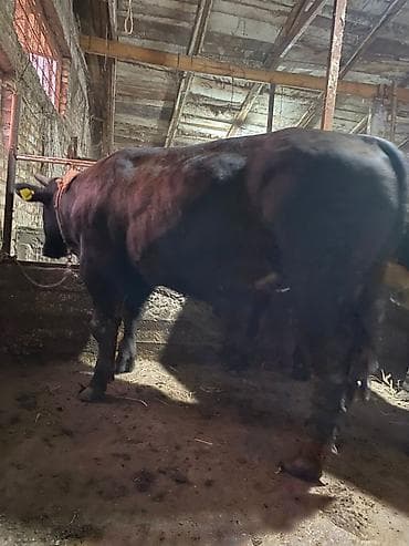Продаю | Бык (самец) | На откорм | Привязанные