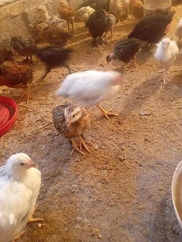 цыпа: Продаю | Цыплята | Для разведения — 3
