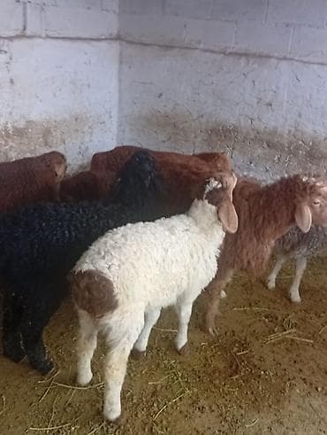 овцы романовский породы: Продаю | Ягненок | Полукровка | Для разведения — 1