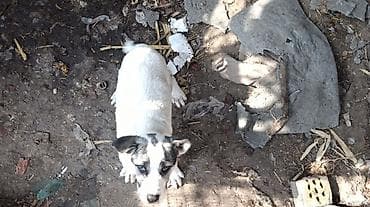 Алабай, 3 месяца, Самка