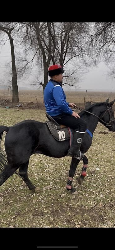 живой паук: Продаю | Конь (самец) | Конный спорт | Племенные — 6