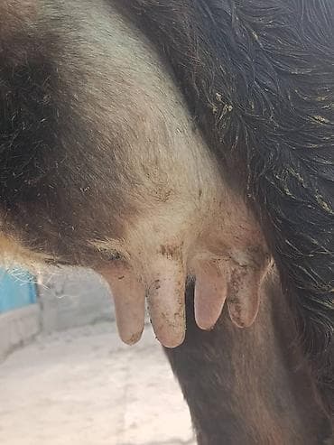 кара джигач: Продаю | Корова (самка) | Для молока — 3