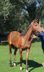 Грызуны: Продаю | Кобыла (самка) | Английская | Конный спорт — 2