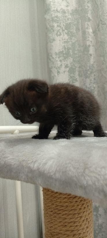 котята мейкун: Маленький комочек счастья ищет любящую семью! 🖤(маленькая девочка) — 2
