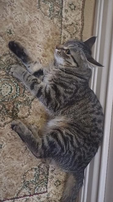 Продажа кошек: Беспородная, 1 год, Мальчик — 2