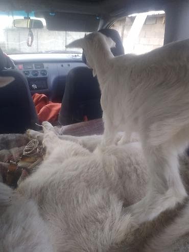 коозу кой: Продаю | Козлёнок | Зааненская | Для разведения | Племенные — 8