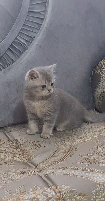 наполнители для кошек: Продаётся Котенок(мальчик) порода шотландская прямоухая! (Scottish — 1