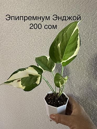 success together цена: Укоренённые черенки растений от 150-300 сом — 1