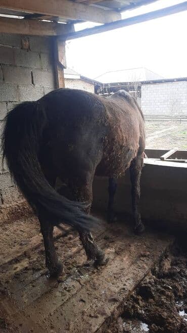 продажа домашних животных: Продаю | Кобыла (самка) | Для разведения, Для молока — 2