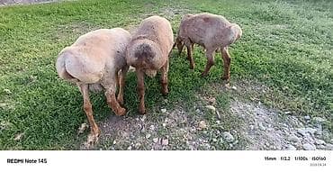 Продаю | Баран (самец) | Для разведения | Ярка