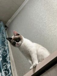 кошки в добрые руки: Кошка даром: Сиамская, Девочка, Приучена к лотку — 1