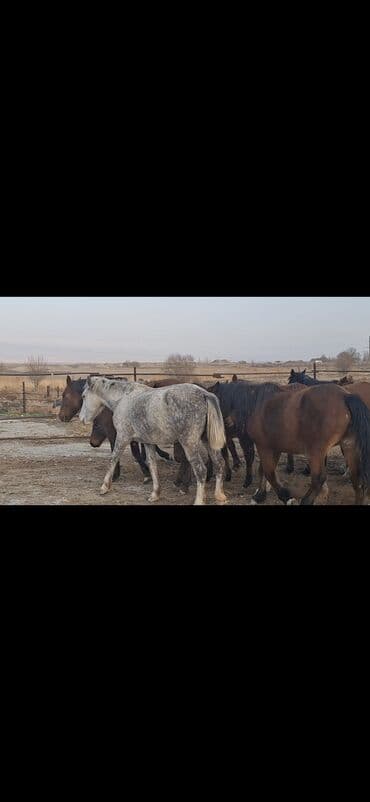купить чихуахуа девочку: Продаю | Кобыла (самка) | Рабочий | Мерин — 3