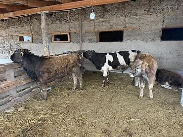 кошки сокулук: Сатам | Музоо | Аргын | Көбөйтүү үчүн — 6