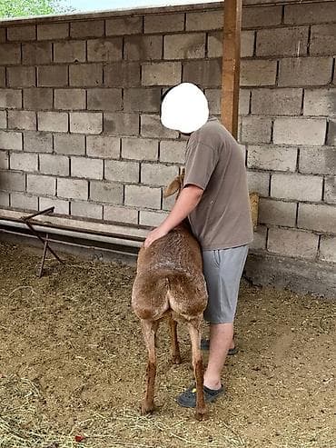 куньминская овчарка: Продаю | Овца (самка), Баран (самец) | Арашан | Для разведения — 6