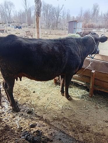 кормушки для птиц: Продаю | Корова (самка) | Для разведения | После отела — 3