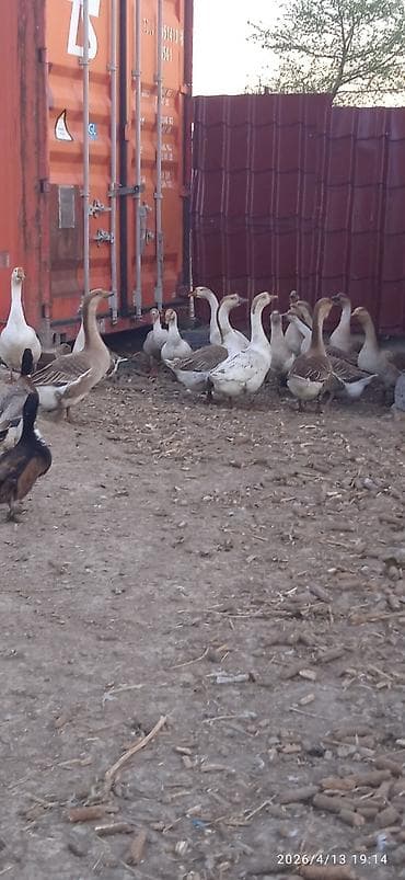 продажа утят: Гусей продаю Гуси и утки – домашнее поголовье смешанных пород - На — 1