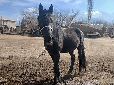 корм для животных: Продаю | Кобыла (самка) | Рабочий — 6