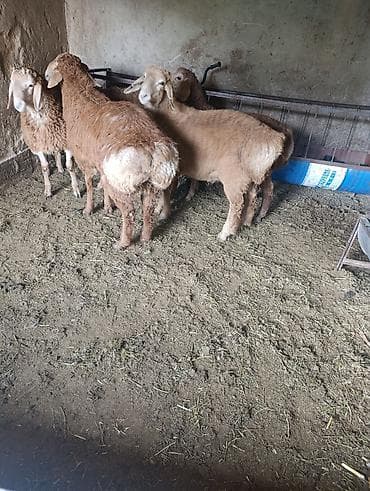 немецкий офчарка: Продаю | Баран (самец) | Эдильбаевская | Для разведения — 4