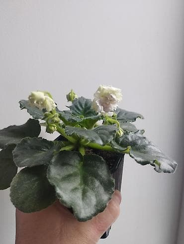 Фиалки и глоксинии: Продаю фиалки есть детки — 4