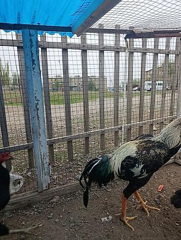 ящик аары: Сатам | Короздор | Көбөйтүү үчүн — 1