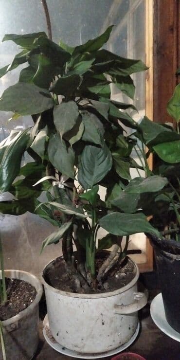 цветы женское счастье: Продаю цветы "женское счастье".большие кусты — 1