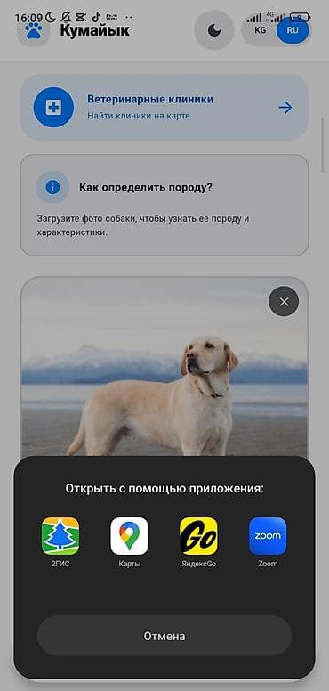русская: Приложение «Кумайык» — умный помощник для владельцев собак — 1