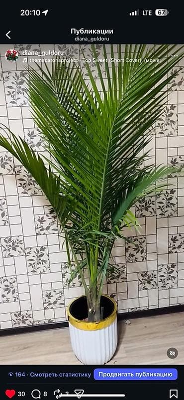 Бөлмө розалары: Арека (пальма) - Декоративная комнатная пальма с перистыми листьями — 1