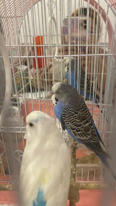 Иттер: Волнистый попугайчики 🦜 девочка мальчик продаю вместе с клеткой корм — 2