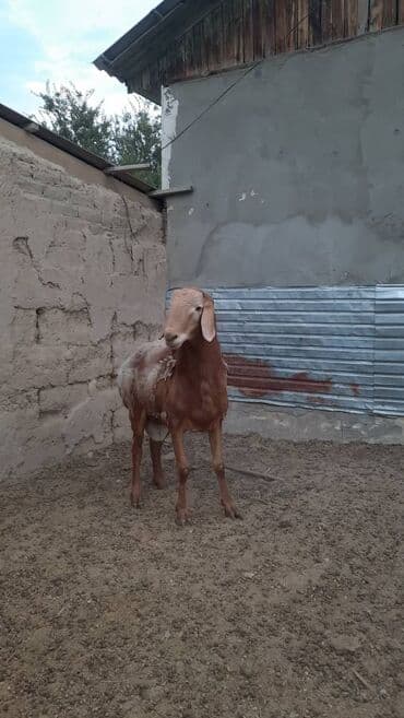 токмок собаки: Продаю | Баран (самец) | Арашан | Для разведения | Осеменитель — 3