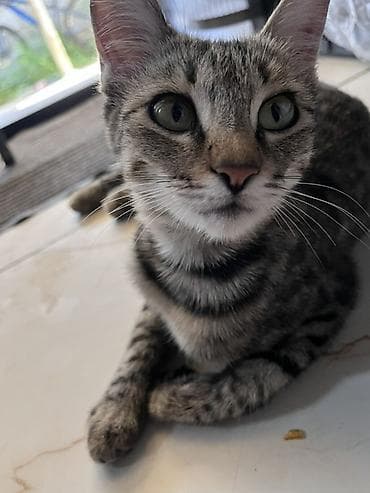 d cat: Кошка даром: Беспородная, Девочка — 7