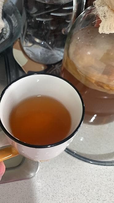 продавать квас: Домашний комбуча (чайный гриб, SCOBY) в стеклянных банках За — 3