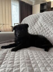 жалал абад ит: Немис овчаркасы, 2 айлык, Эркек, Эмделген, Ит тегин тастыктоочу документ — 6