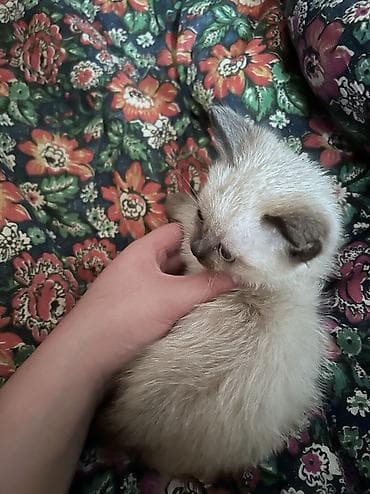 ат тай: Тайская, 2 месяца, Мальчик — 8