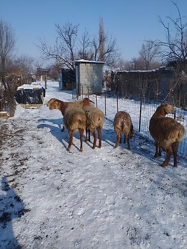 ат тай кунан: Продаю | Ягненок | Арашан | Для разведения | Матка, Ярка — 5