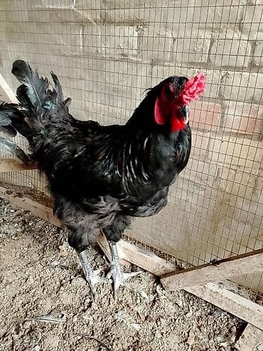 мускусная утка: Продаю | Петух | Для разведения — 2