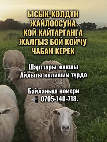 Требуется Пастух, Оплата: Сдельная, Обучение