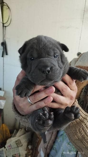 сенбернар цена бишкек: Щенки шарпея - Окрас: черный и голубой - Цена: договорная Плюшевые — 4