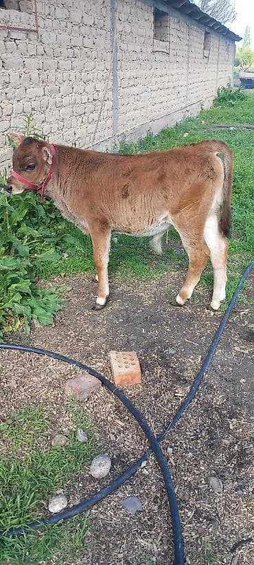 лайка собаки: Продаю | Музоо, торпок | На откорм | Привязанные — 2