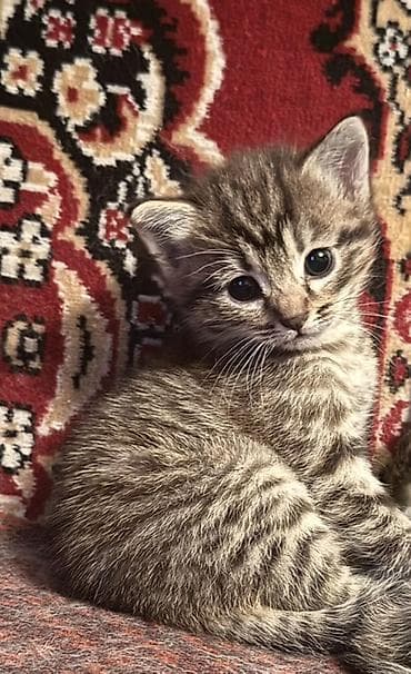 Отдам кота в добрые руки, 1,5 месяцев, самовывоз — 2
