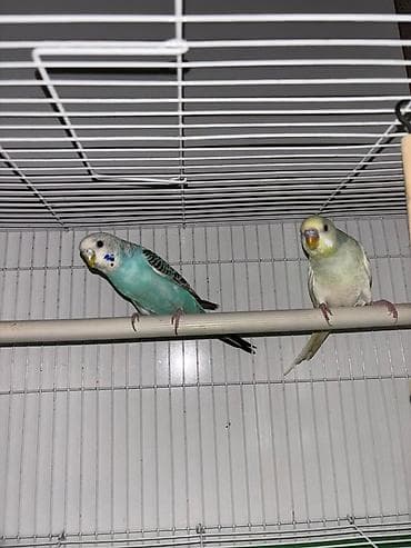 Үй жаныбарлары: Волнистые попугаи (пара) с клеткой - Вид: волнистые попугайчики — 1