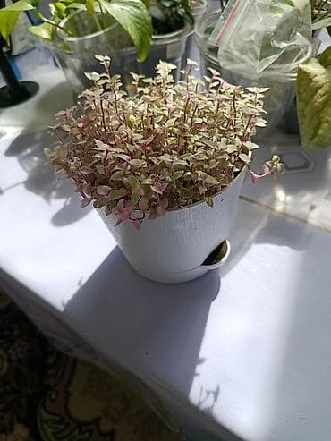 Традесканции: Продам Каллизию Розовая пантера, в новом 2 х литровом гошке — 3