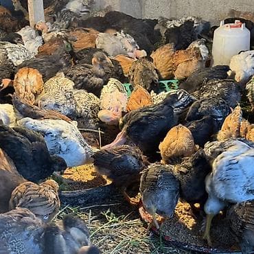 дакан цыпленок: Продаю | Цыплята | Для разведения — 5