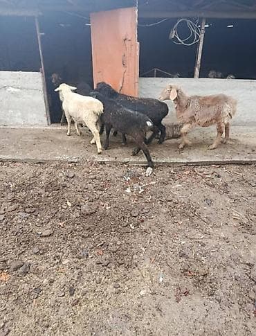 кой овца: Продаю | Баран (самец) | На забой — 1