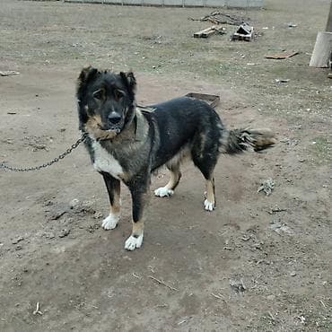 меренос козу: Крупная сторожевая собака. Описание: - Пол: самка - Окрас — 2