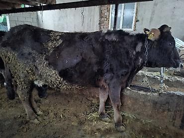 Аквариумы: Продаю | Корова (самка) | Полукровка | Для разведения | Привязанные — 1