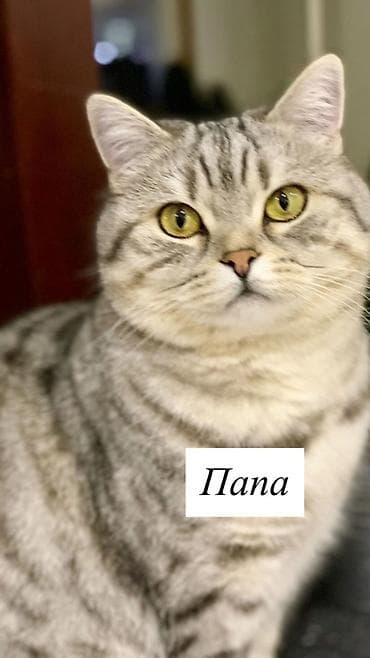 абиссинские коты: Продаются шотландские чистокровных котята, окрас серебристый мрамор — 6