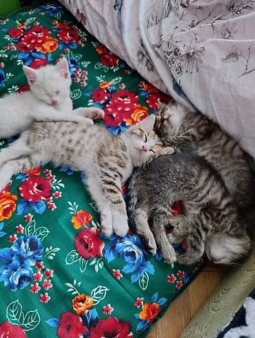 Кошки: Отдам котят в хорошие руки. Возраст 2 месяца, кушают и ходят в туалет — 8