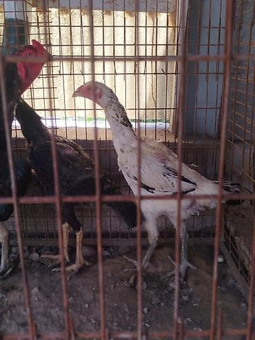 собаки рынок в бишкеке цены: Дакан мекиштер сатылат активный алмашу жолдору бар адрес Бишкек Заря — 4