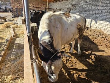 Иттер: Сатам | Кунаажын | Бордоп семиртүү үчүн | Байланган — 5